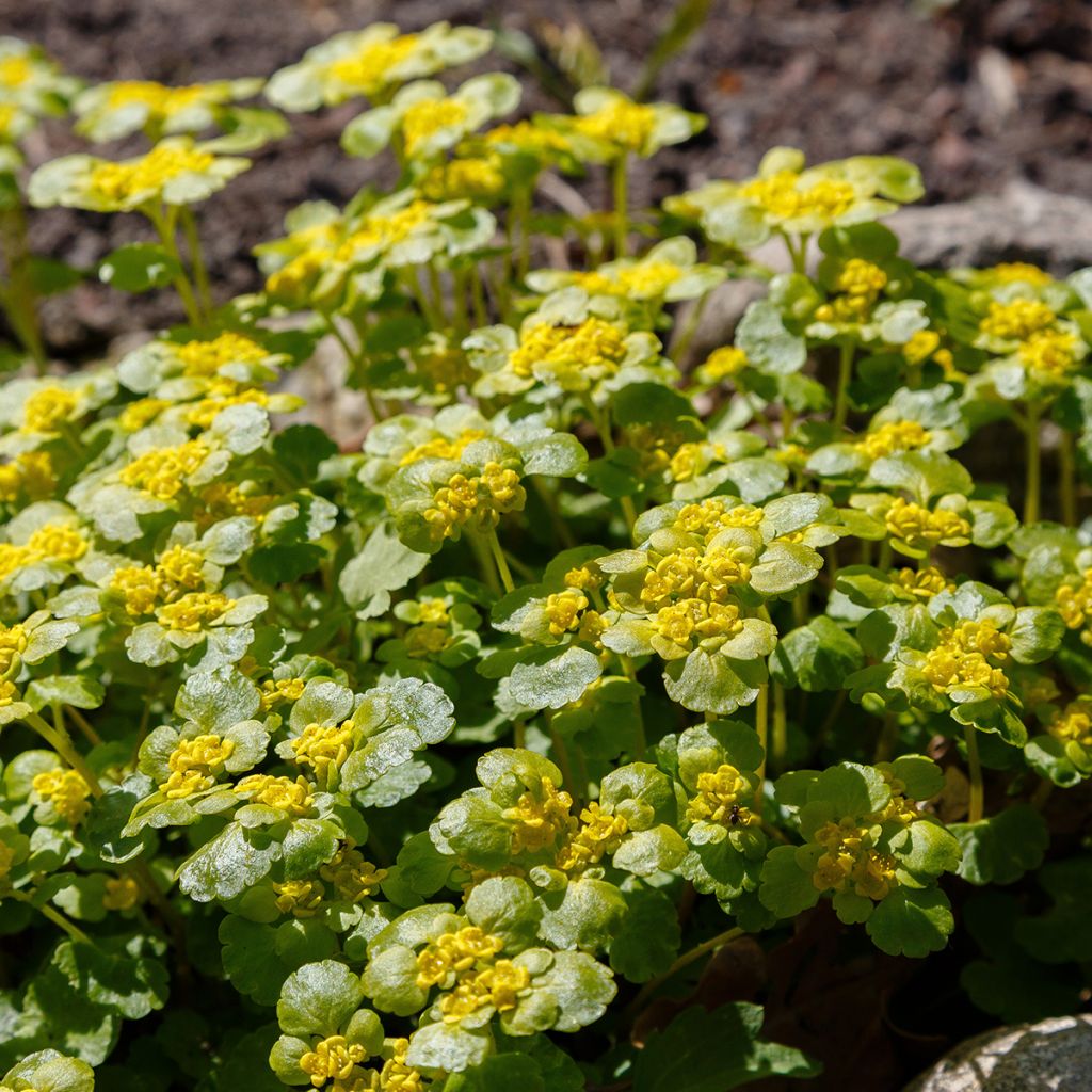 Chrysosplenium alternifolium - Verspreidbladig goudveil