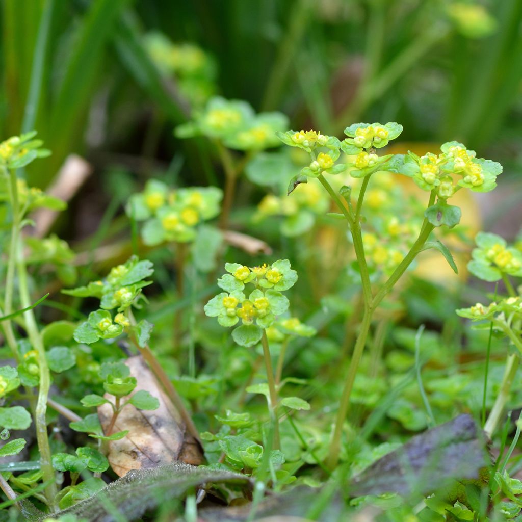 Chrysosplenium oppositifolium - Paarbladig goudveil