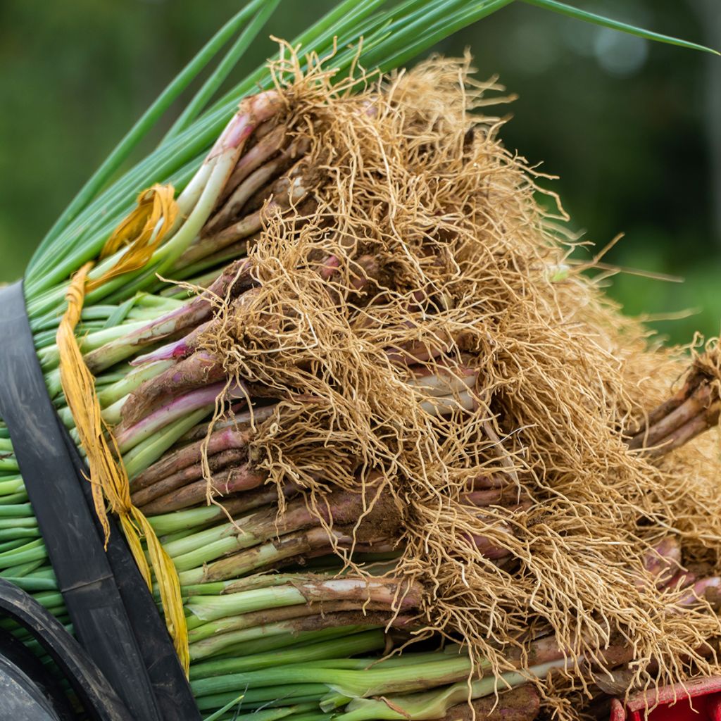 Rode bieslook Rouge  - Allium fistulosum