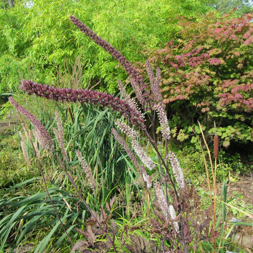 Actaea simplex Pink Spike - Zilverkaars