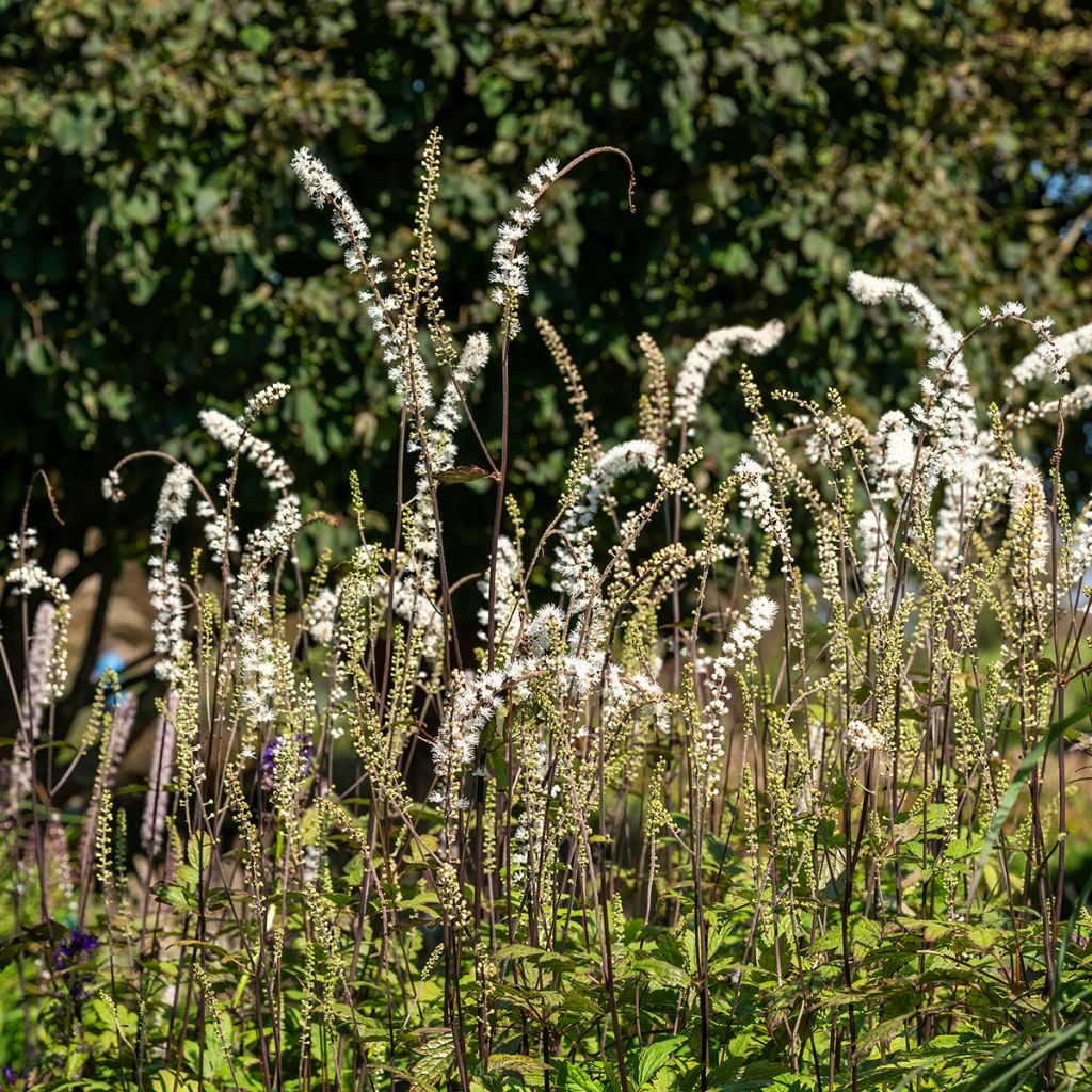 Actaea simplex Atropurpurea - Zilverkaars
