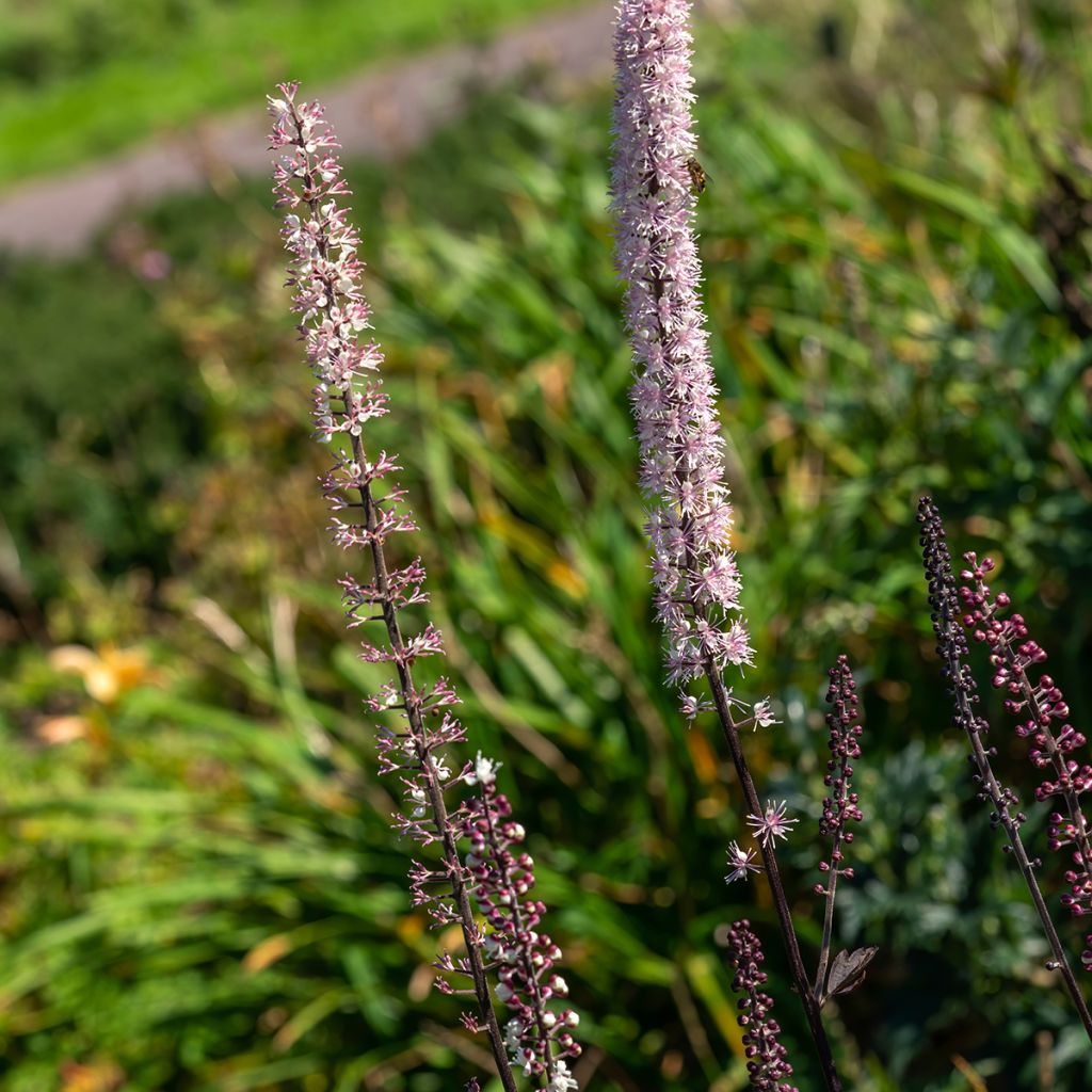 Actaea simplex Atropurpurea - Zilverkaars