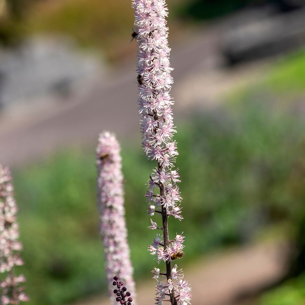 Actaea simplex Atropurpurea - Zilverkaars