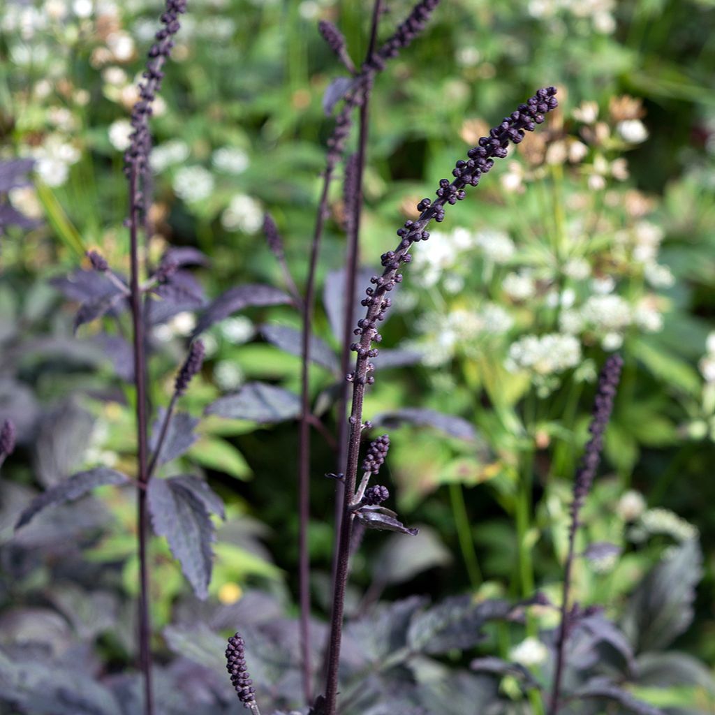 Actaea simplex Brunette - Zilverkaars