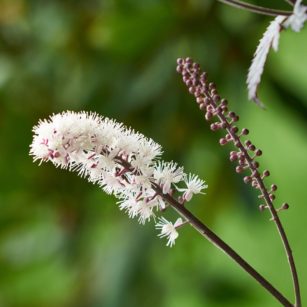 Actaea simplex Brunette - Zilverkaars