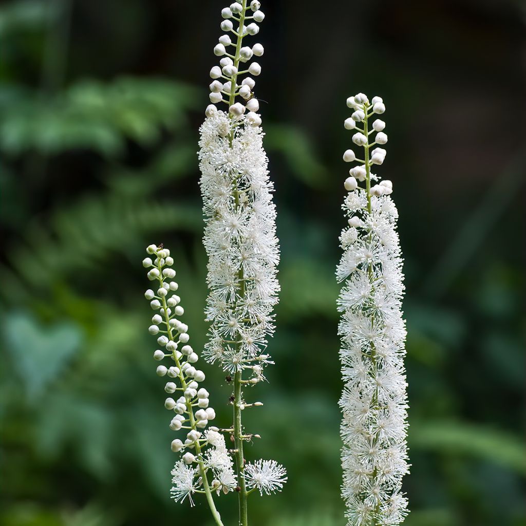 Actaea racemosa - Zwarte zilverkaars