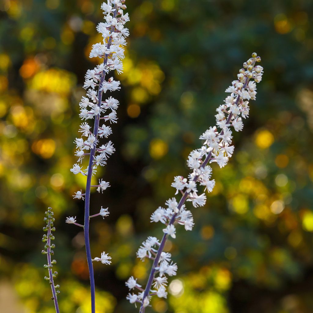 Actaea racemosa - Zwarte zilverkaars