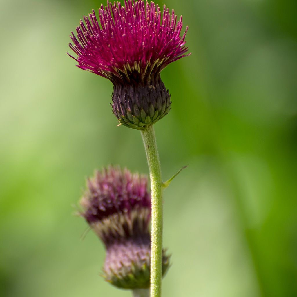 Cirsium rivulare Atropurpureum - Beekdistel