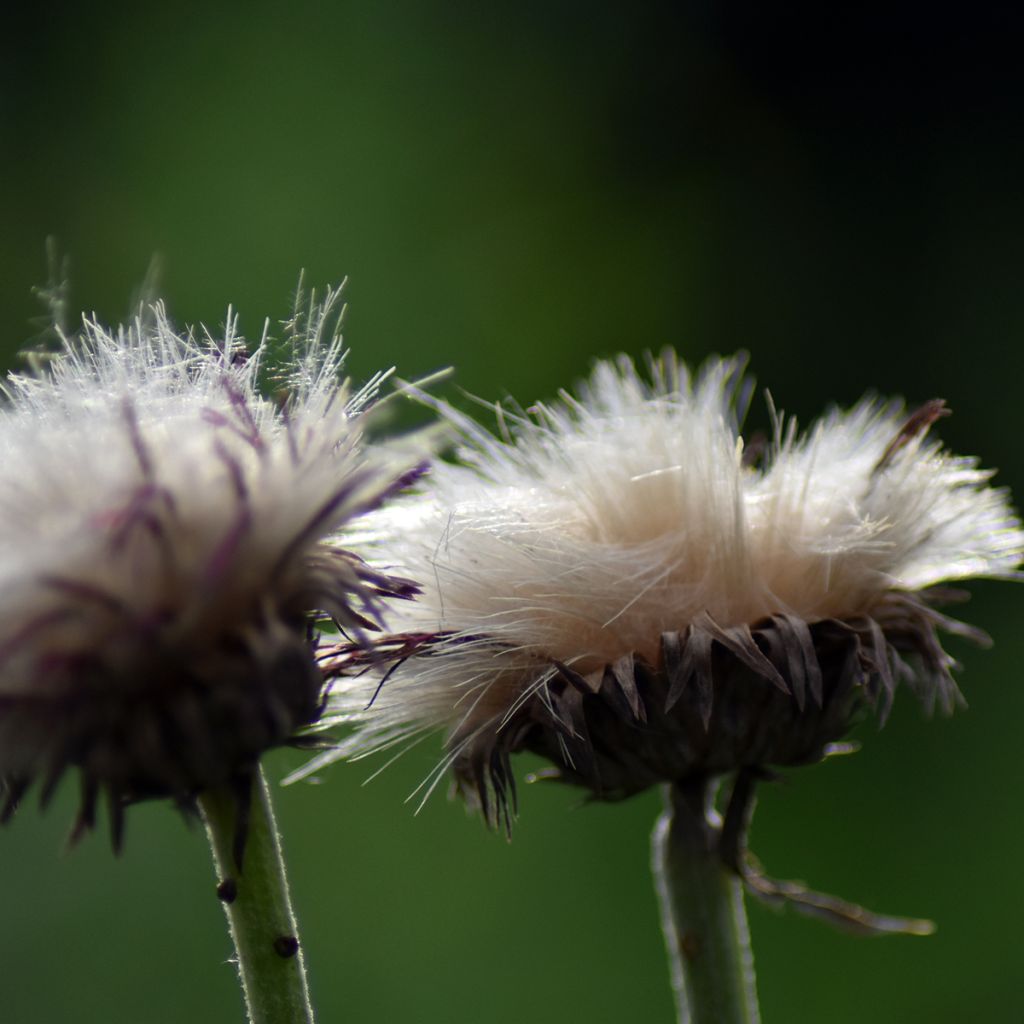 Cirsium rivulare Atropurpureum - Beekdistel