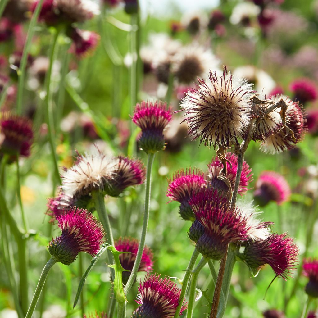 Cirsium rivulare Atropurpureum - Beekdistel