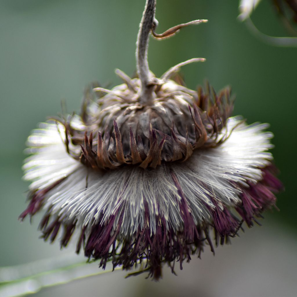 Cirsium rivulare Atropurpureum - Beekdistel