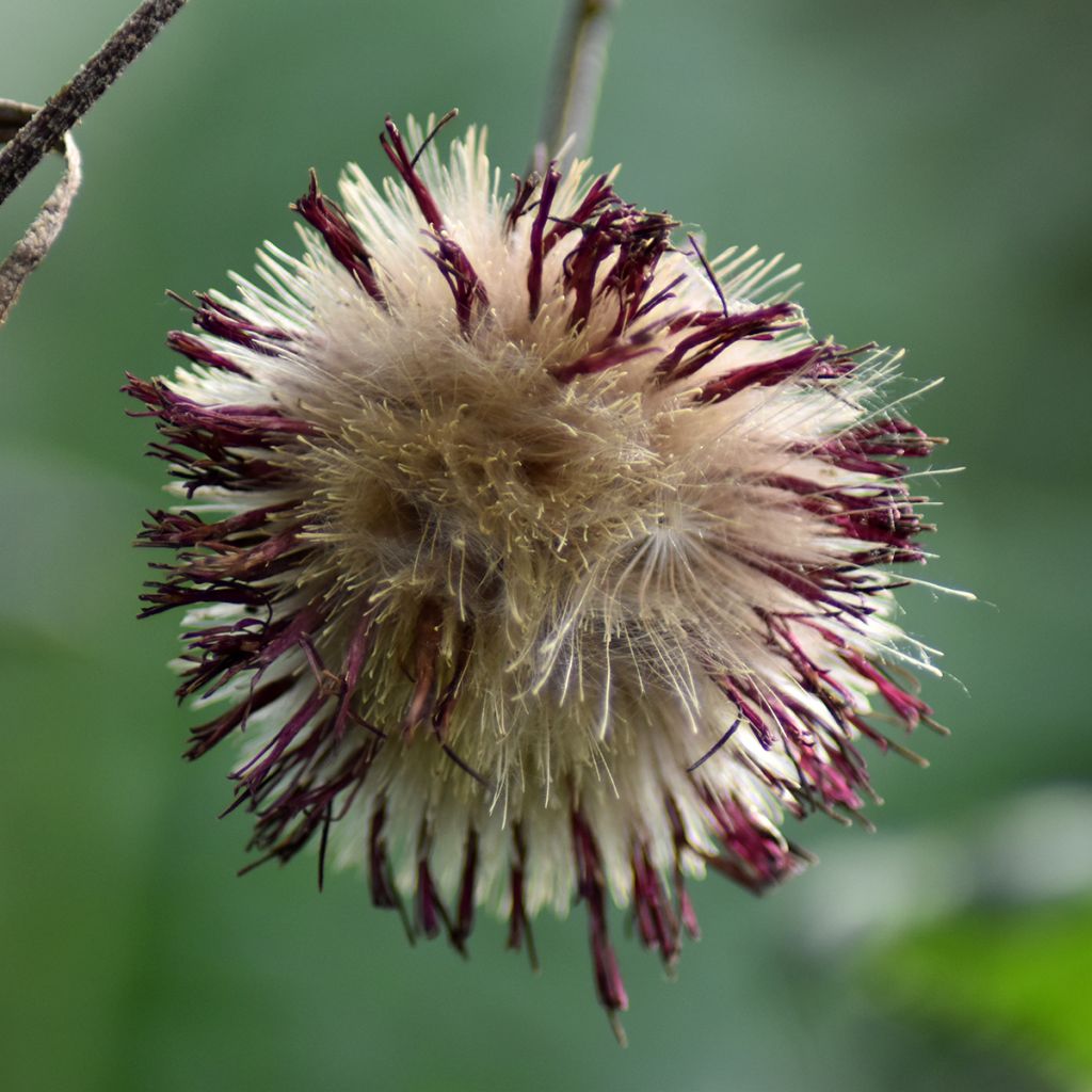 Cirsium rivulare Atropurpureum - Beekdistel