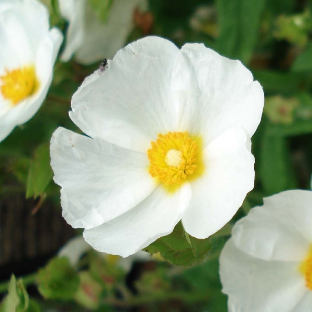 Cistus monspeliensis - Rotsroos