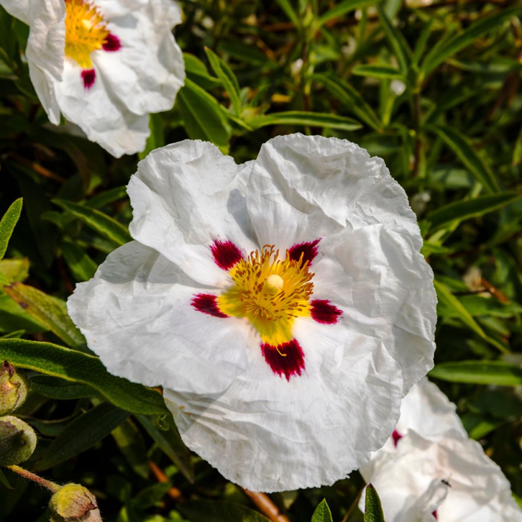 Cistus lusitanicus Decumbens - Rotsroos