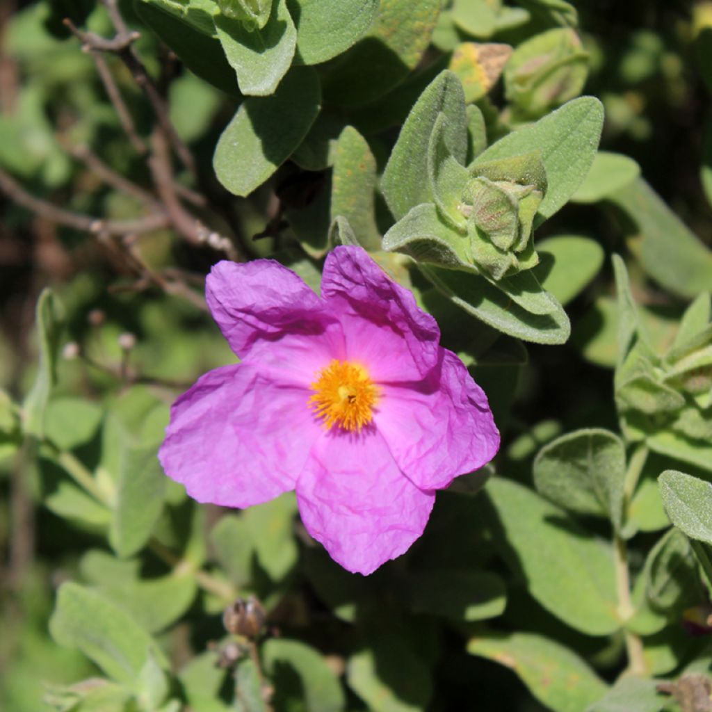 Cistus albidus - Rotsroos