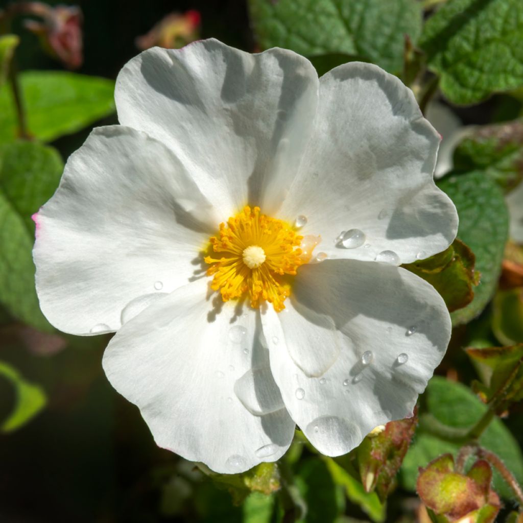 Cistus corbariensis - Rotsroos
