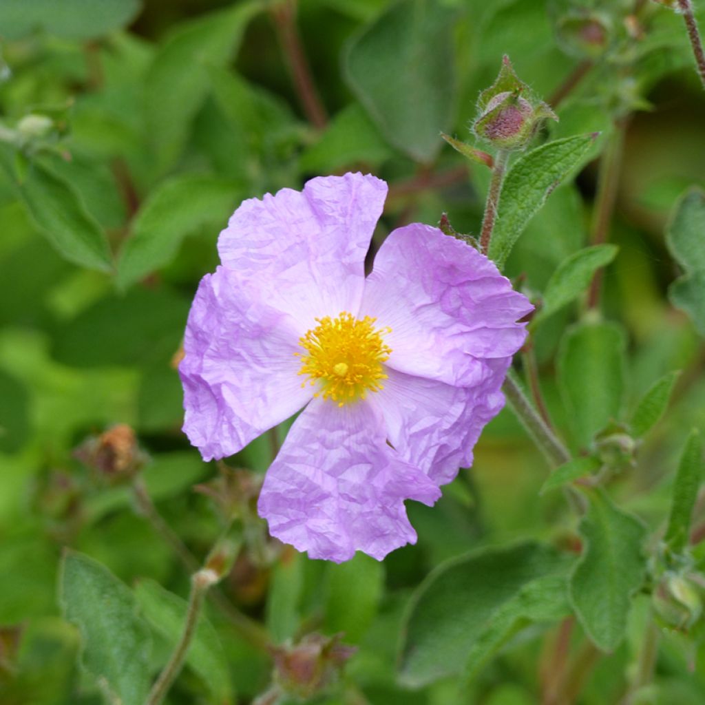 Cistus creticus - Rotsroos