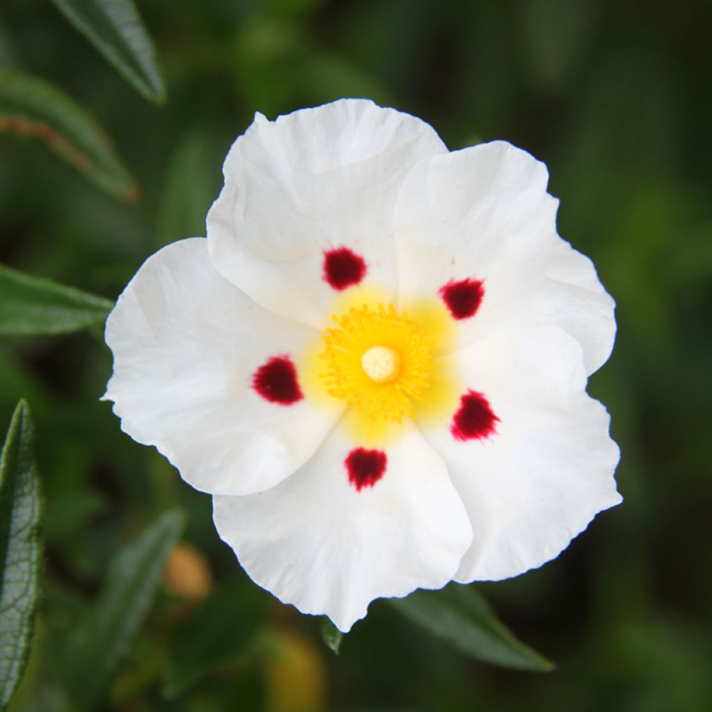 Cistus dansereaui Jenkyn Place - Rotsroos