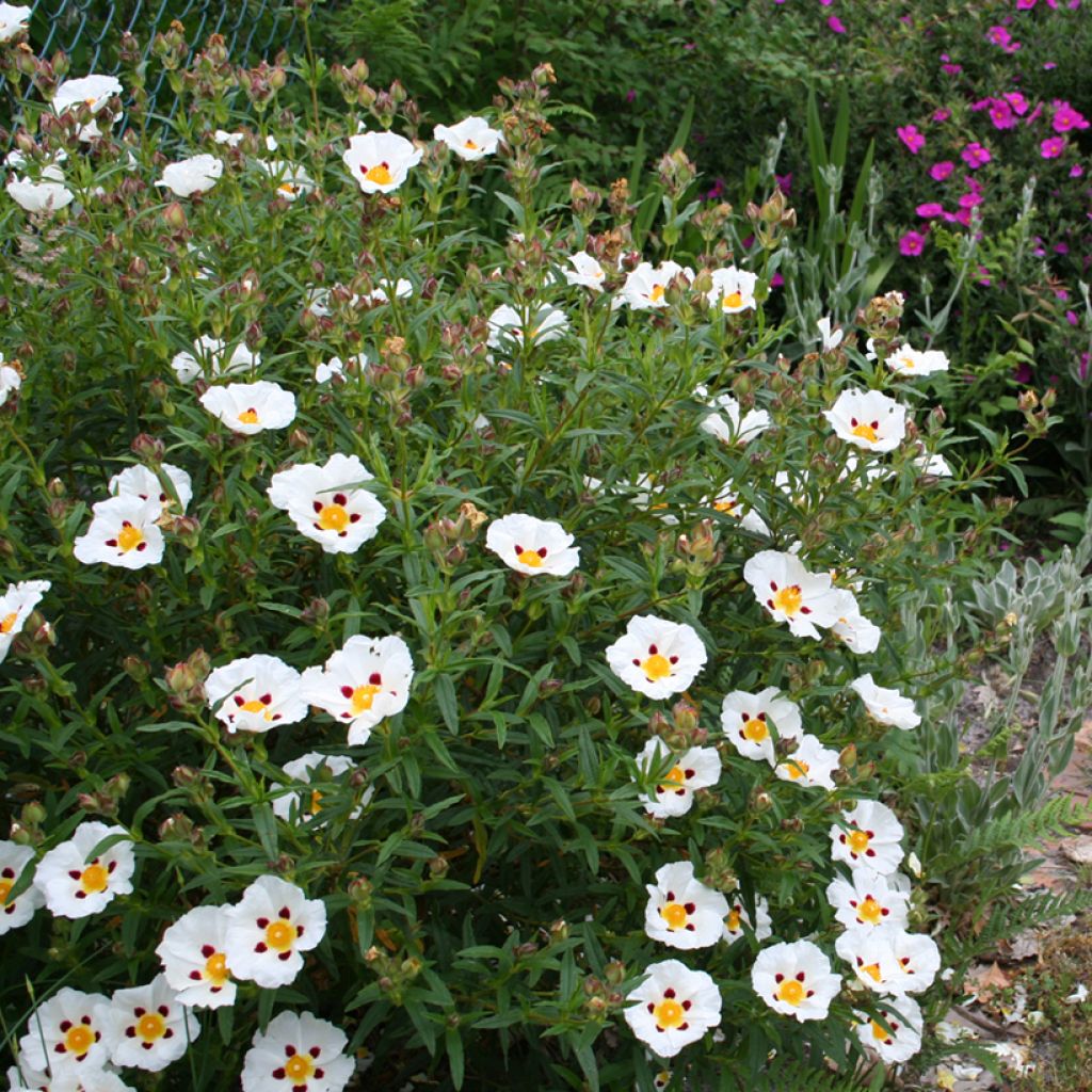 Cistus dansereaui Jenkyn Place - Rotsroos