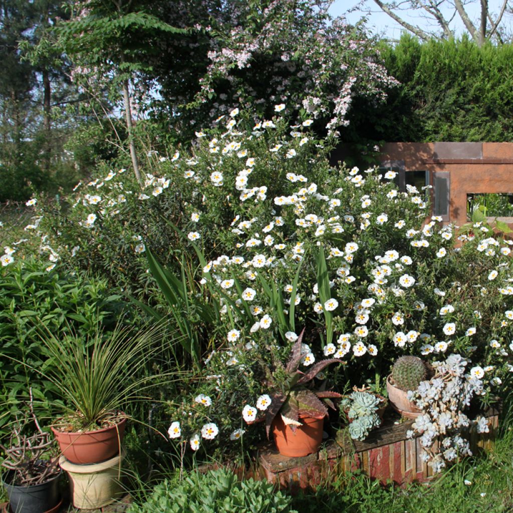 Cistus dansereaui Jenkyn Place - Rotsroos