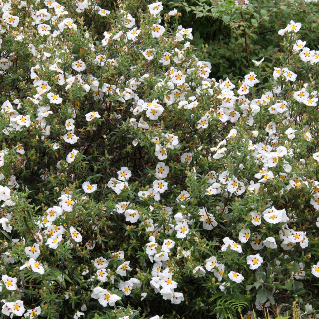 Cistus dansereaui Jenkyn Place - Rotsroos
