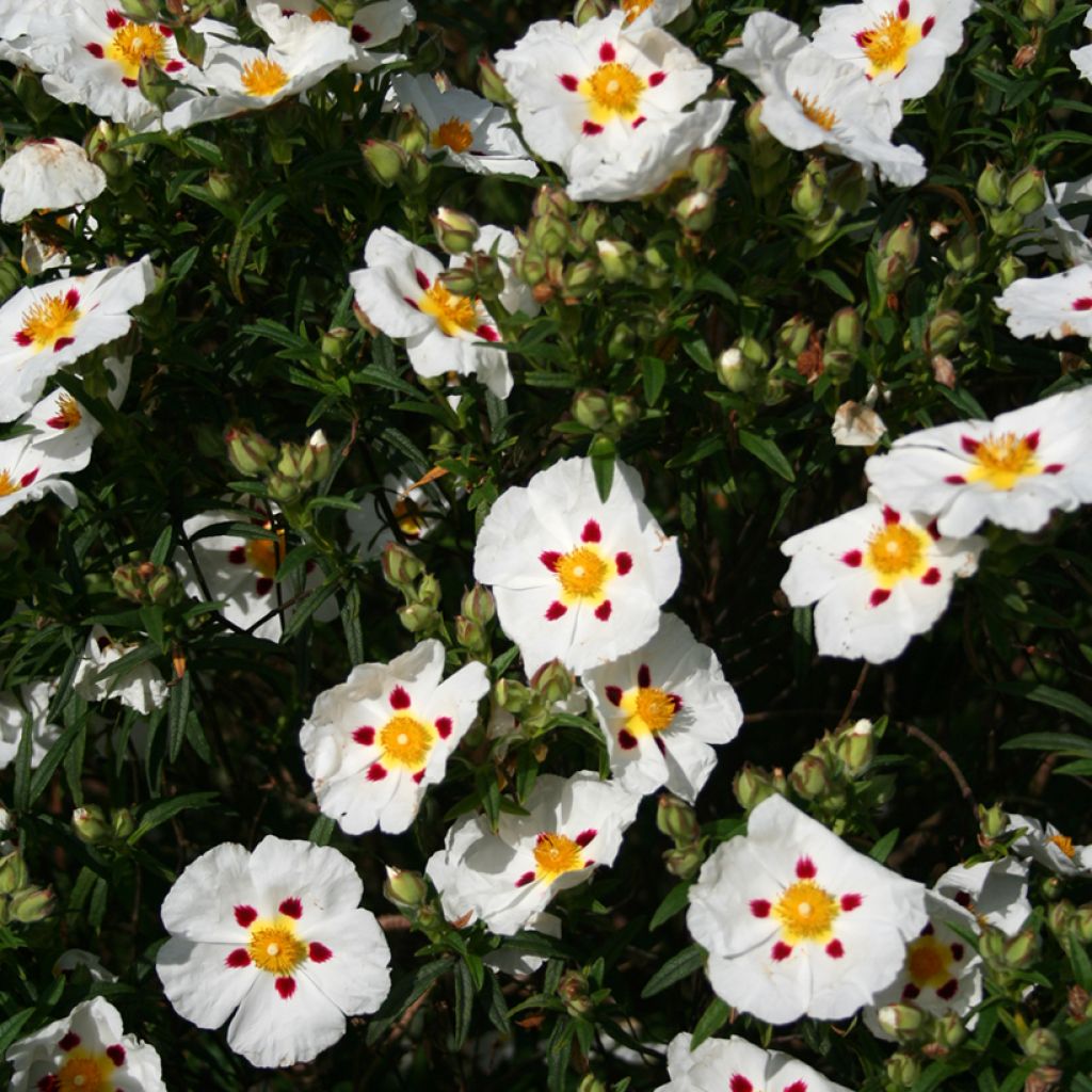 Cistus dansereaui Jenkyn Place - Rotsroos
