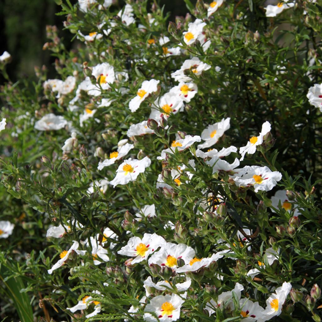 Cistus dansereaui Jenkyn Place - Rotsroos