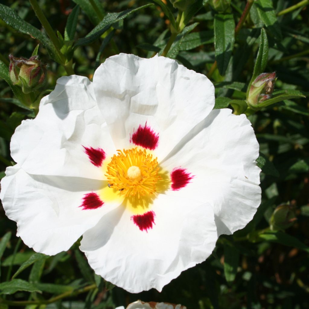 Cistus dansereaui Jenkyn Place - Rotsroos