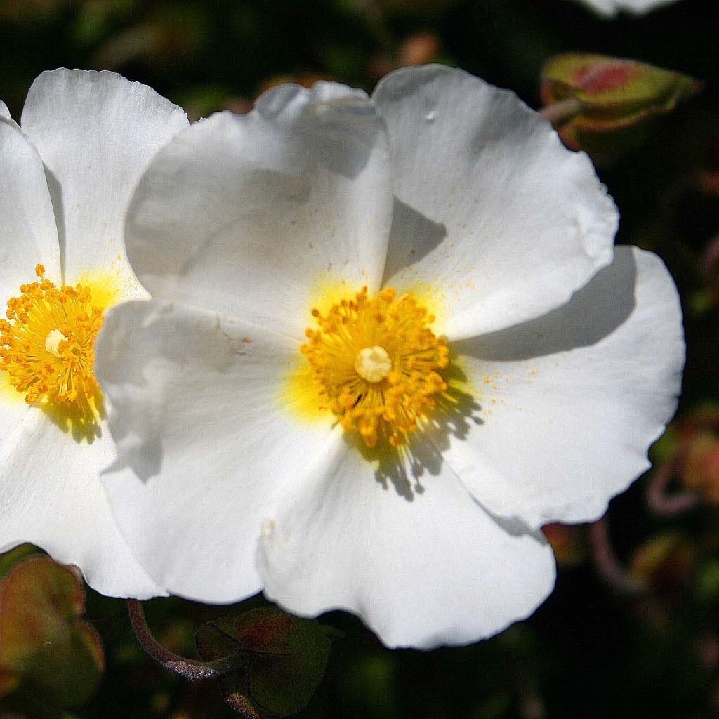 Cistus monspeliensis - Rotsroos