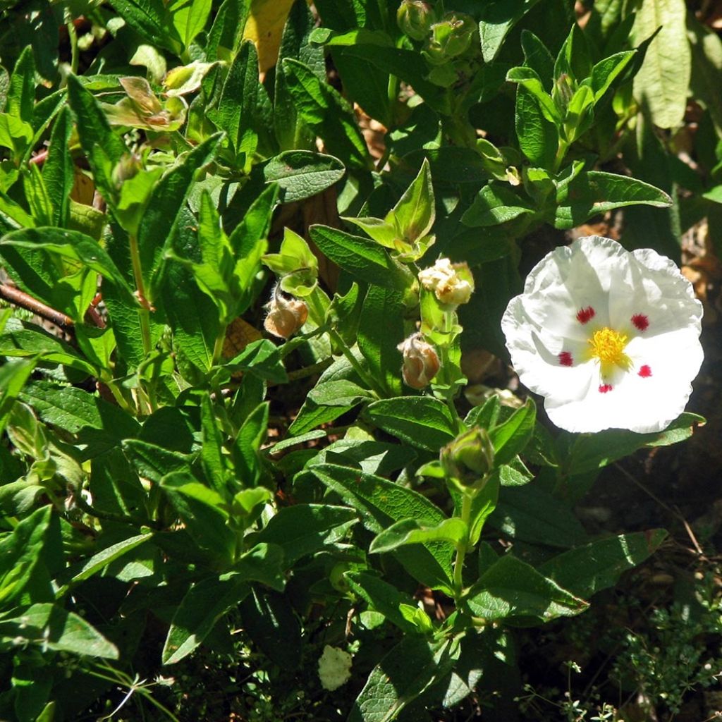 Cistus obtusifolius - Rotsroos