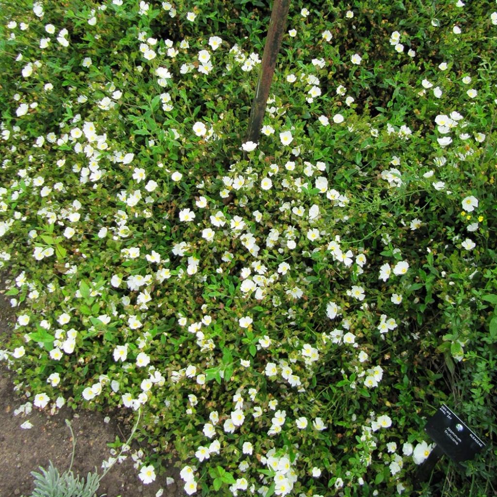 Cistus obtusifolius - Rotsroos