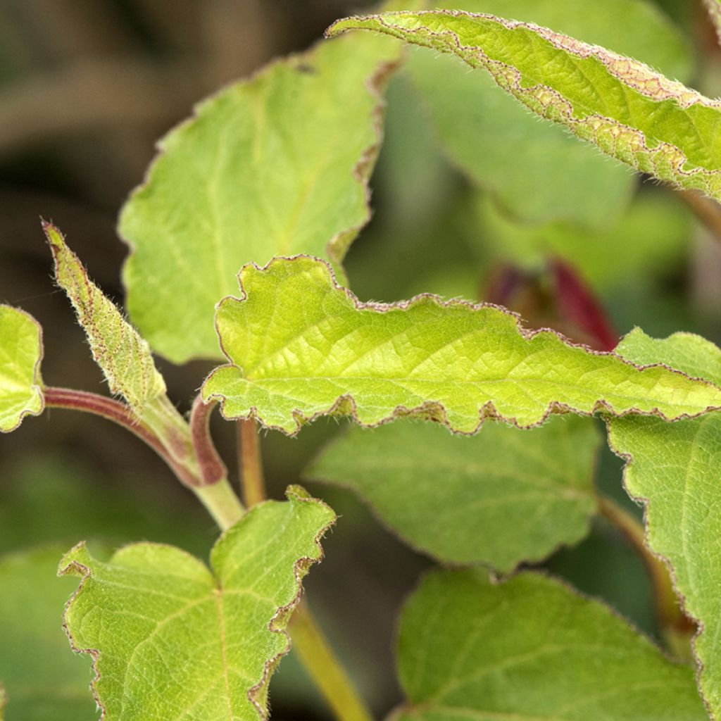 Cistus populifolius - Rotsroos
