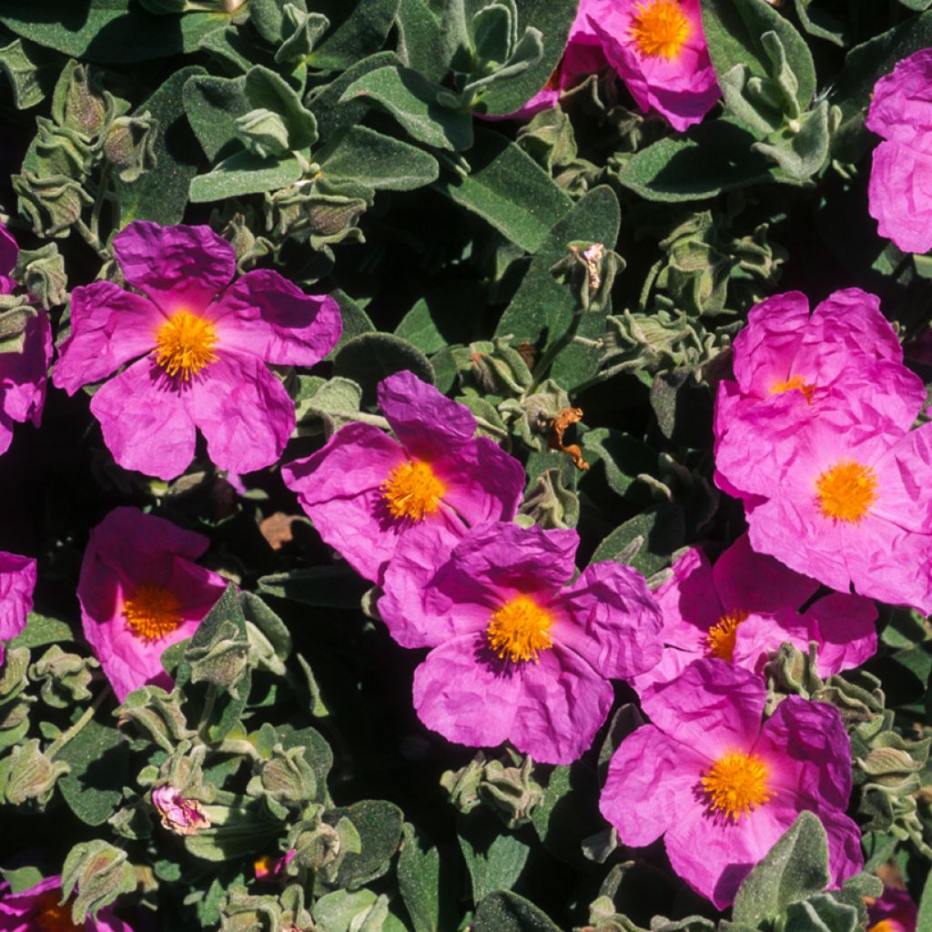 Cistus pulverulentus - Rotsroos
