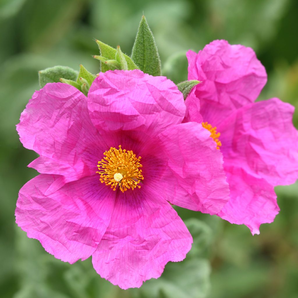 Cistus pulverulentus Sunset - Rotsroos