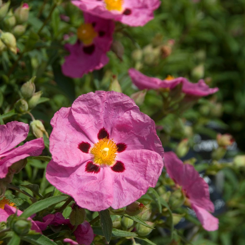 Cistus purpureus - Bonte cistus