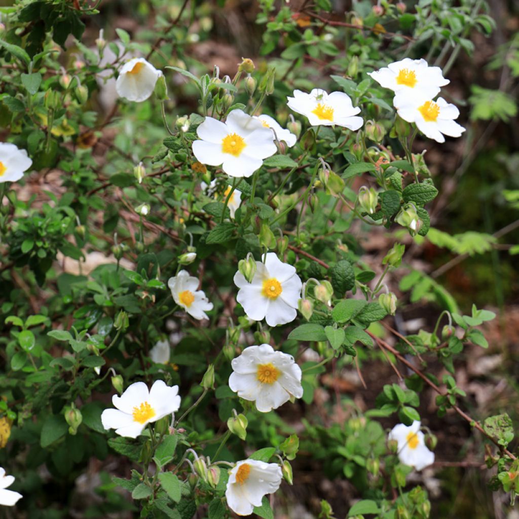 Cistus salviifolius - Rotsroos