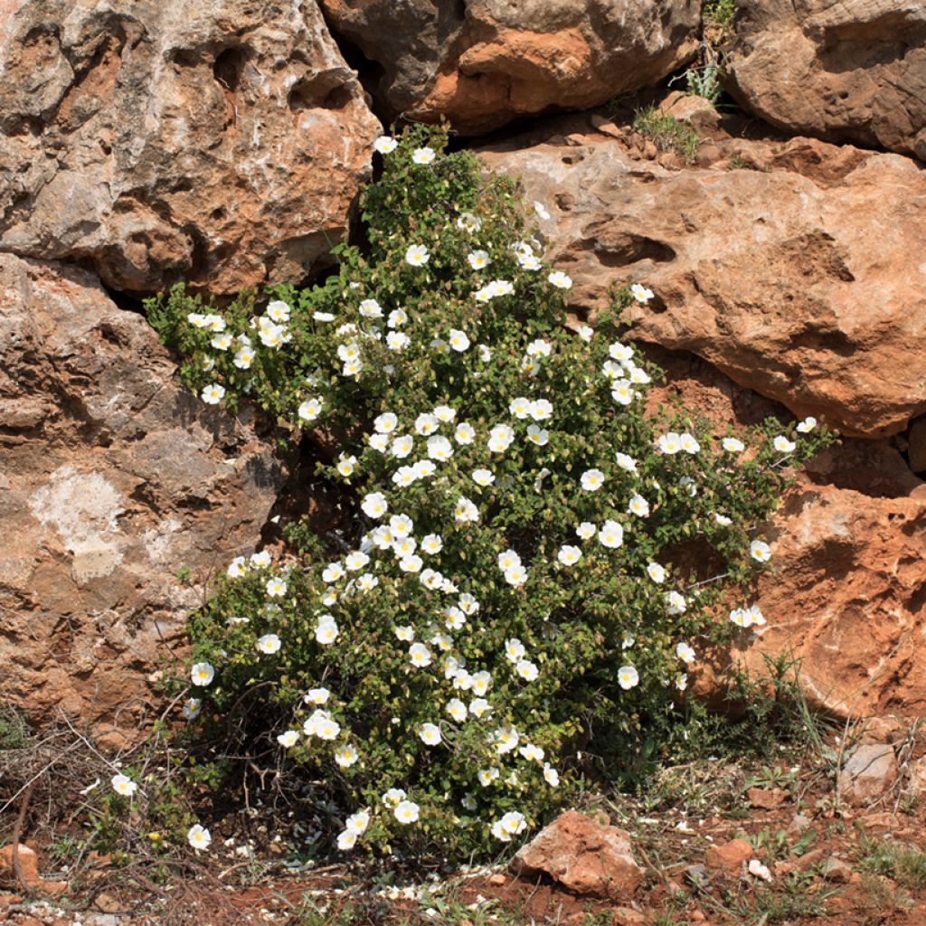 Cistus salviifolius - Rotsroos