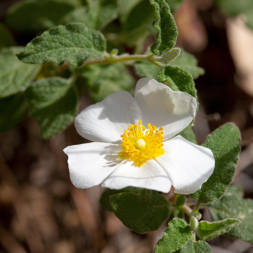 Cistus salviifolius - Rotsroos