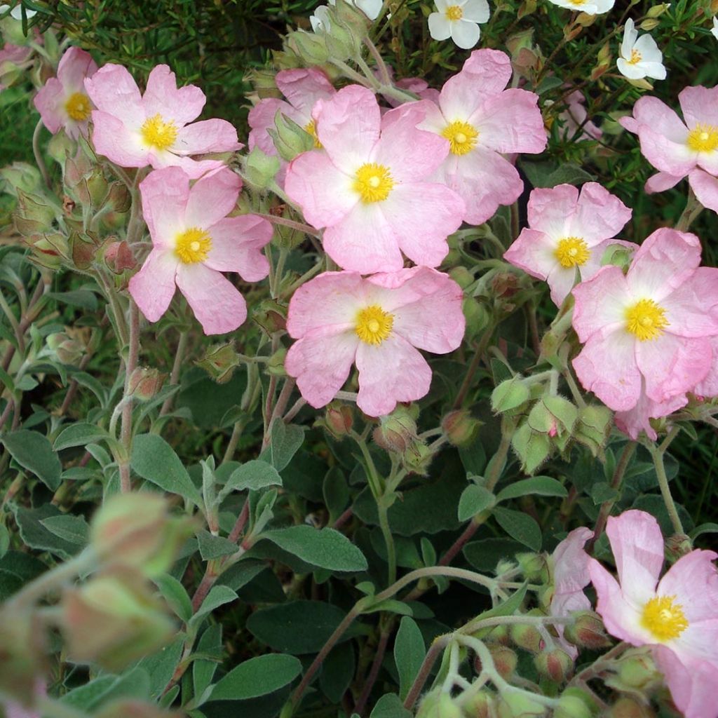 Cistus argenteus Silver Pink - Rotsroos