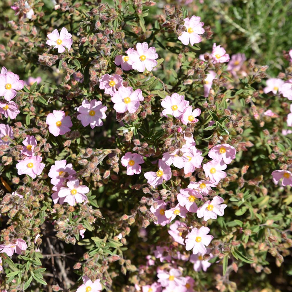 Cistus skanbergii - Rotsroos