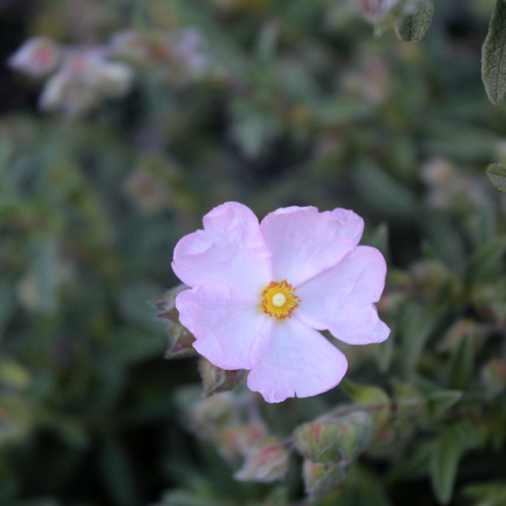 Cistus skanbergii - Rotsroos