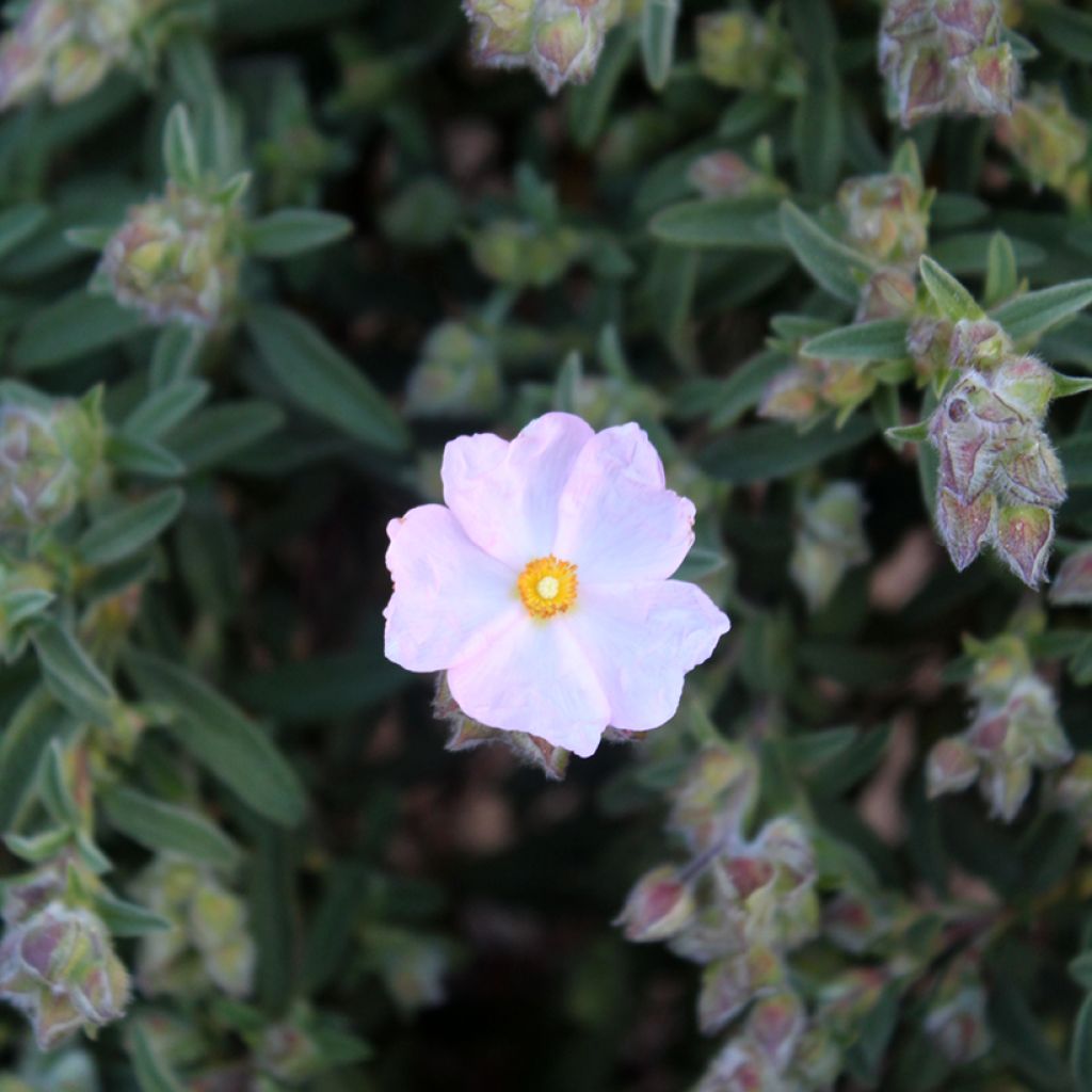 Cistus skanbergii - Rotsroos