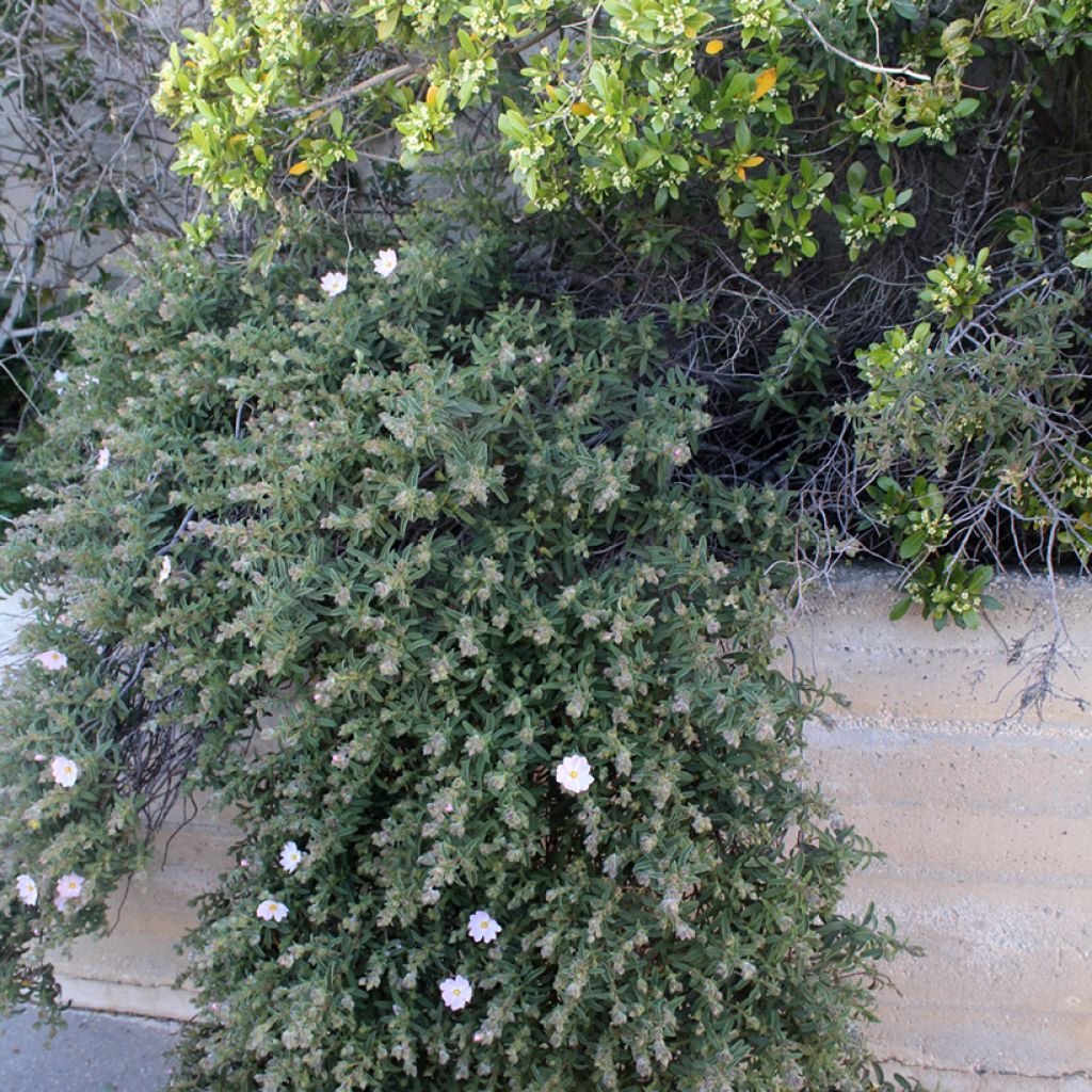 Cistus skanbergii - Rotsroos
