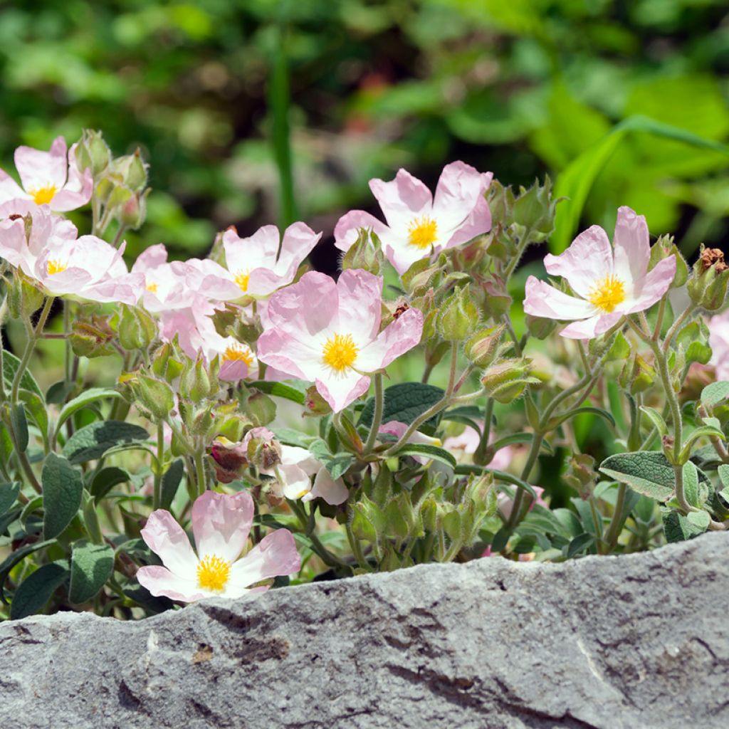 Cistus lenis Grayswood Pink - Rotsroos