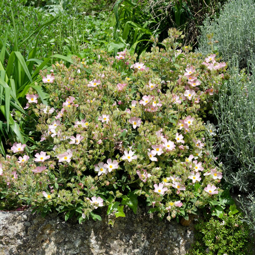 Cistus lenis Grayswood Pink - Rotsroos