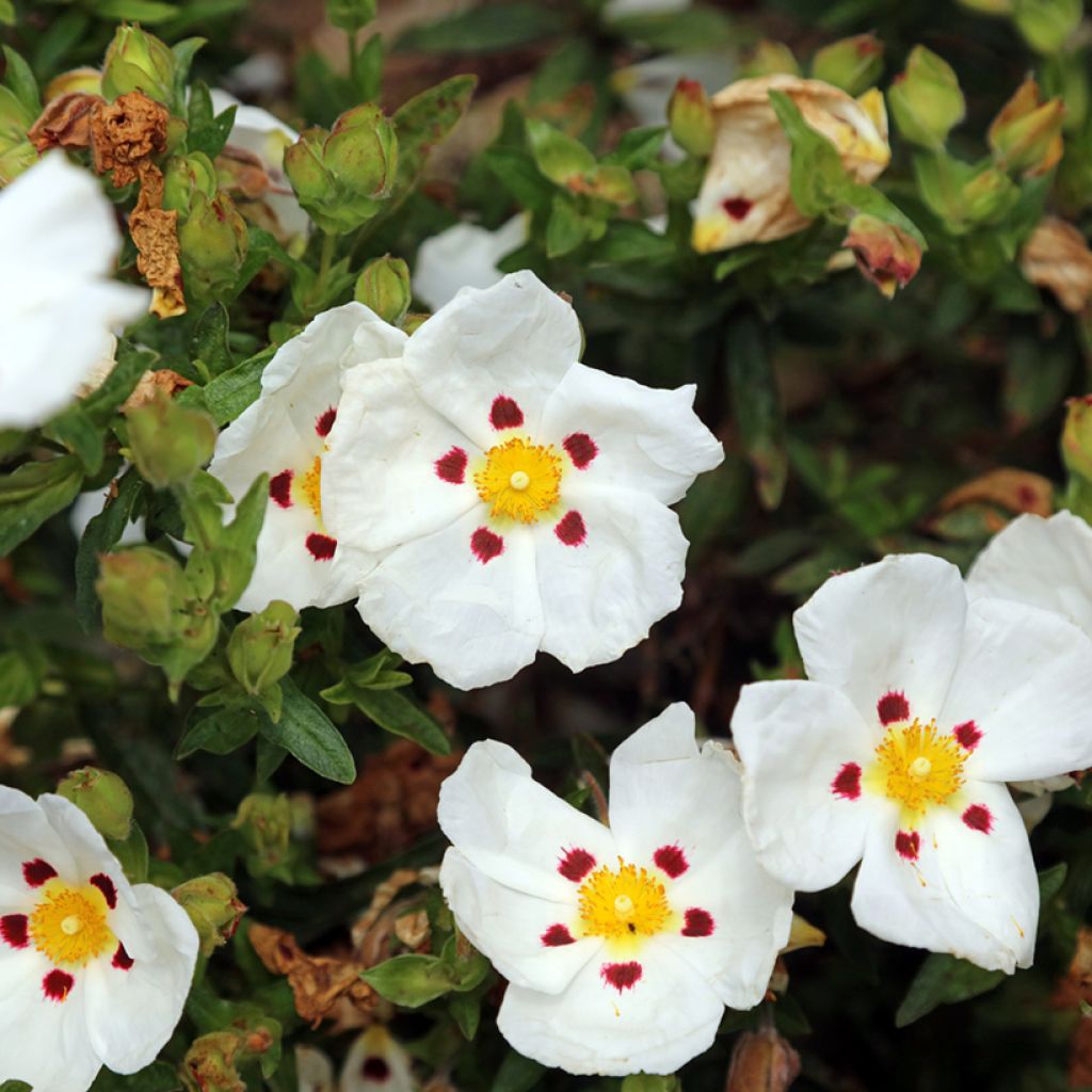 Cistus ladanifer x loretii - Rotsroos