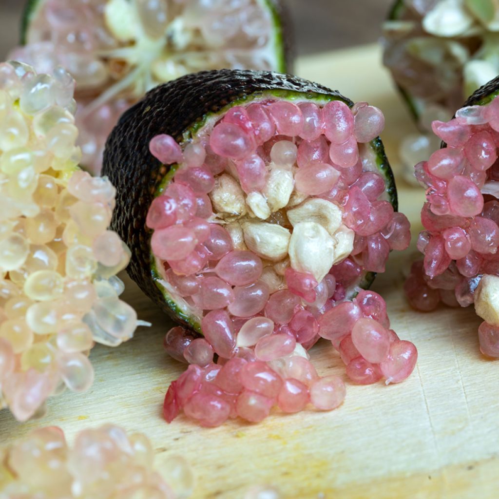 Citrus australasica Caviar Rose - Vingerlimoen