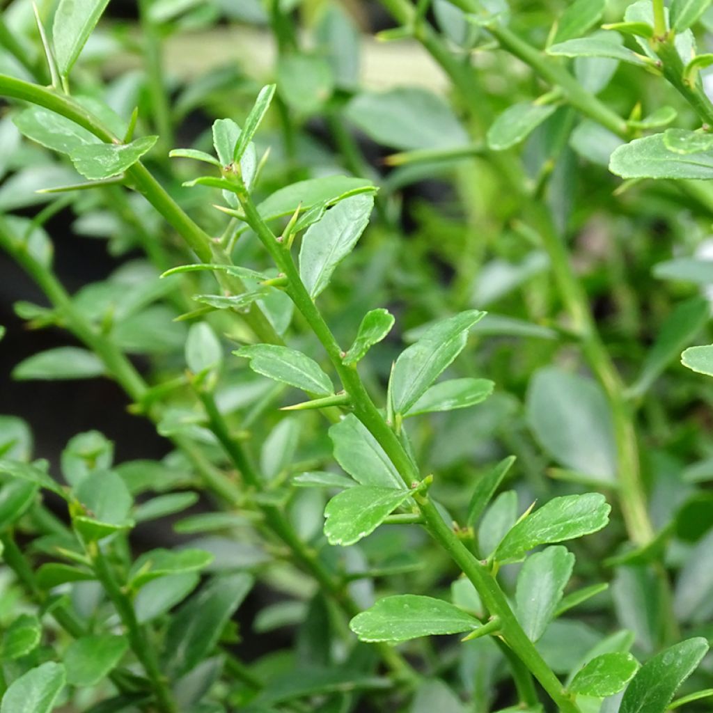 Vingerlimoen - Microcitrus australasica