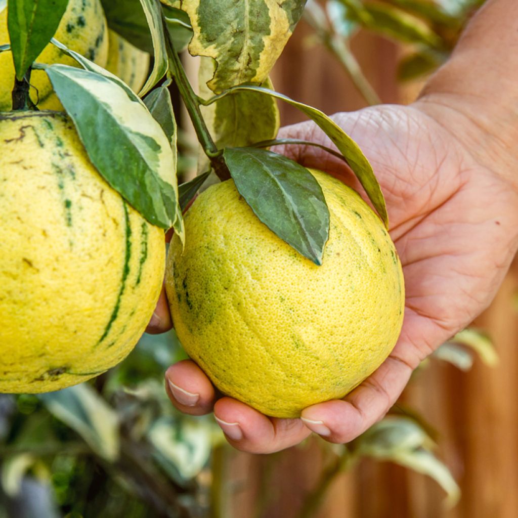 Bontbladige citroenboom