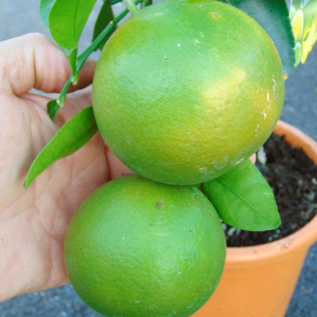 Grapefruit - Citrus × paradisi